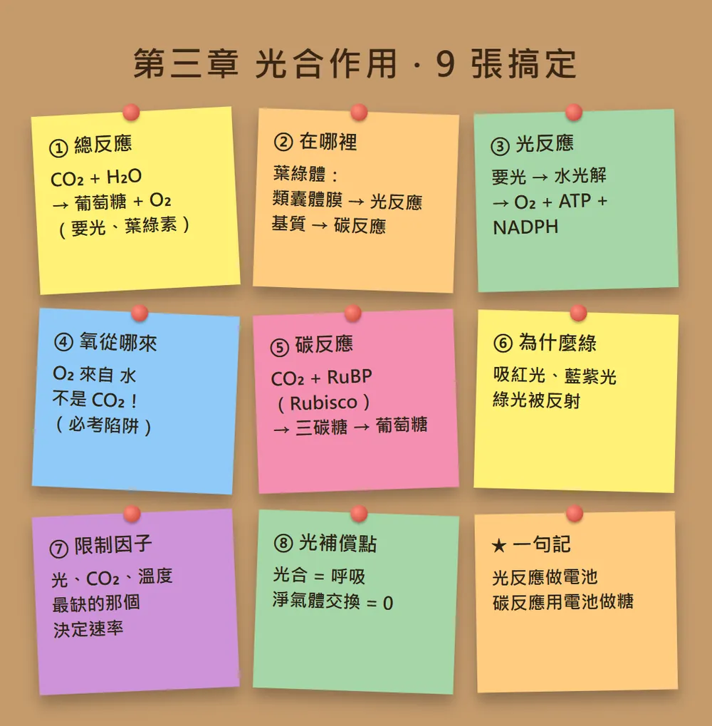 軟木板上貼著 9 張彩色便利貼，標題是「第三章 光合作用・9 張搞定」